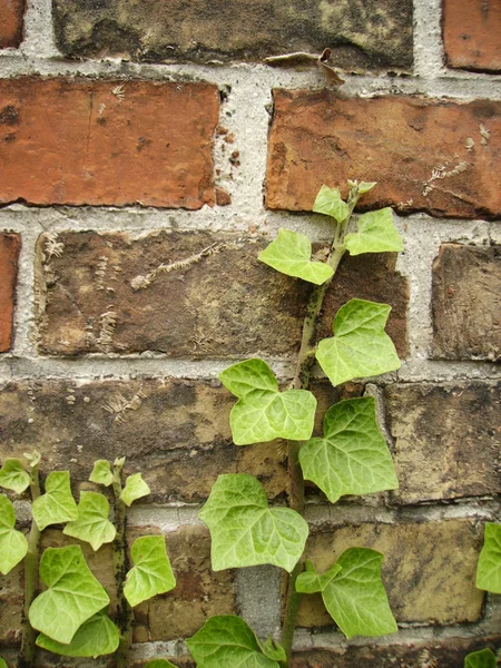 stock image The young ivy clings to a brick wall