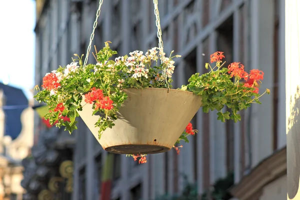 Hängande blomkruka i en stad — Stockfoto