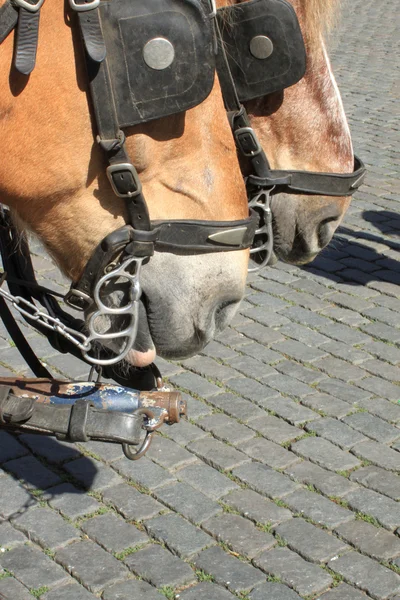 Paard in een harnas — Stockfoto