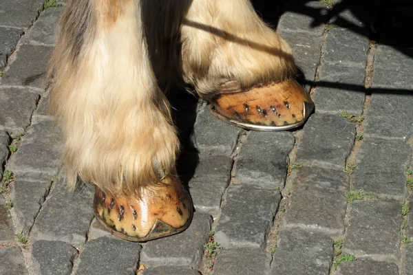 Hoofs of a horse — Stock Photo, Image