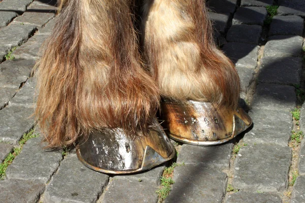 Ayaklar bir at — Stok fotoğraf