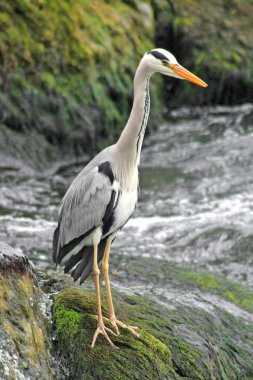 Grey Heron clipart