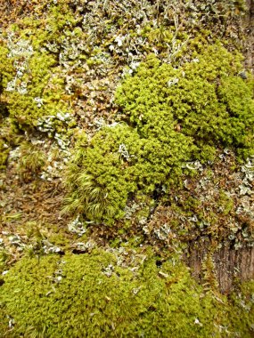 Moss and lichen in spring wood clipart