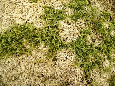 Moss a sphagnum in spring wood clipart