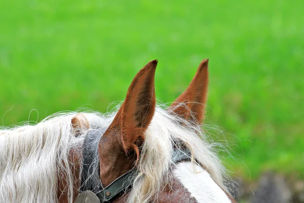 Oreilles d'un cheval contre une herbe verte — Photo