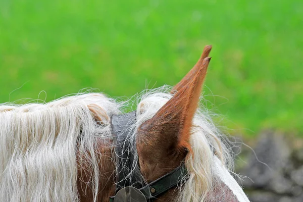 Las orejas de un caballo contra una hierba verde —  Fotos de Stock