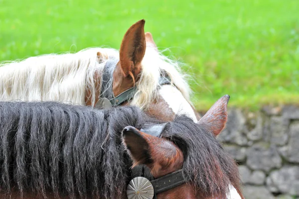 Уши лошади на фоне зеленой травы — стоковое фото