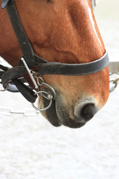Baai paard in een harnas — Stockfoto