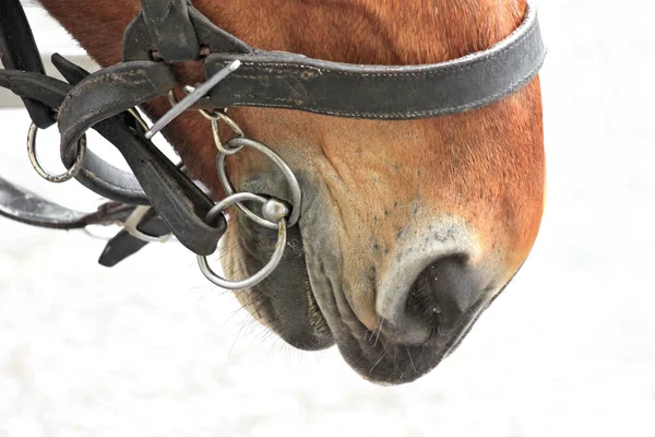 Baai paard in een harnas — Stockfoto