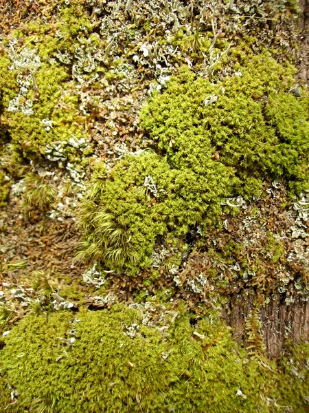 Moss y liquen en madera de primavera — Foto de Stock