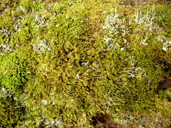 Moss and lichen in spring wood — Stock Photo, Image