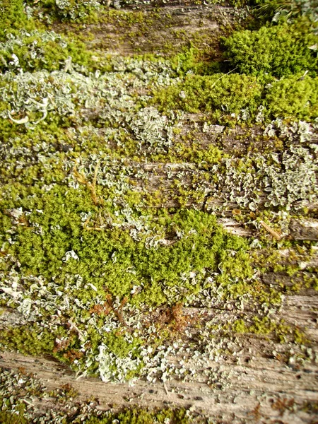 Moss y liquen en madera de primavera — Foto de Stock