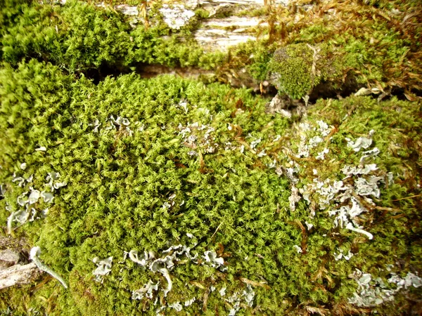 stock image Moss and lichen in spring wood