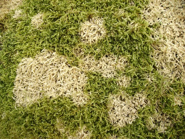 Moss a sphagnum in spring wood — Stock Photo, Image
