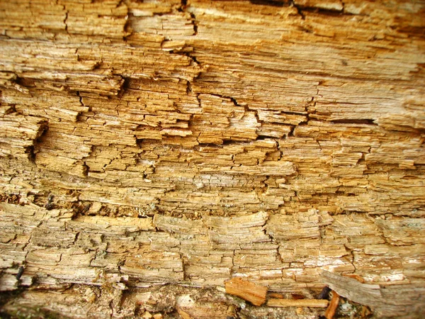 stock image Background from very old wood