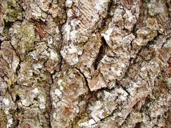 非常に古い樫の木の樹皮 — ストック写真