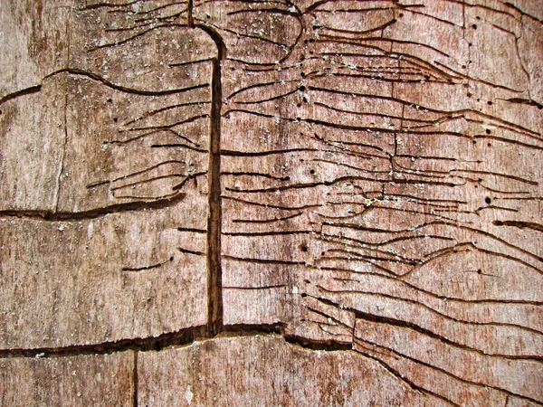Фон из очень старого дерева — стоковое фото