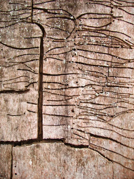Tło z bardzo starego drewna — Zdjęcie stockowe