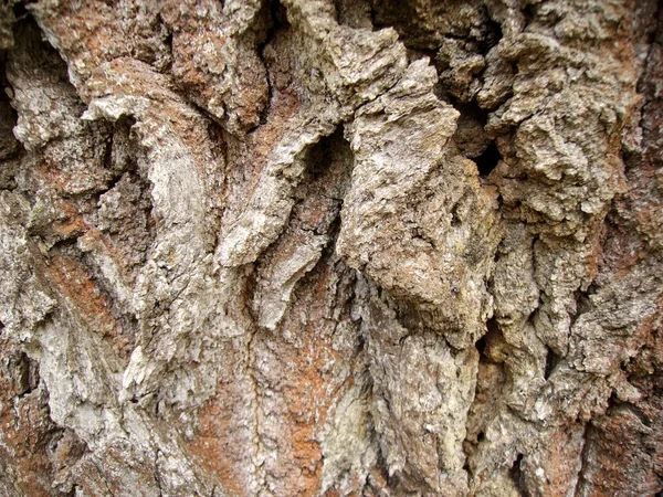 非常に古い樫の木の樹皮 — ストック写真
