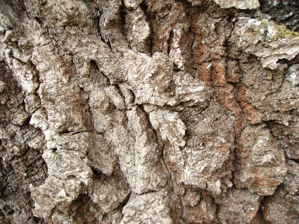Corteccia di quercia molto antica — Foto Stock