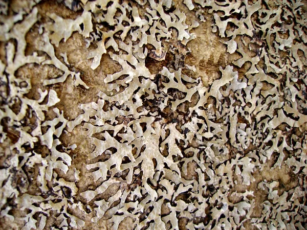 Lichene su legno molto vecchio — Foto Stock