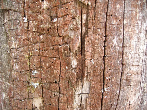 Background from very old wood — Stock Photo, Image