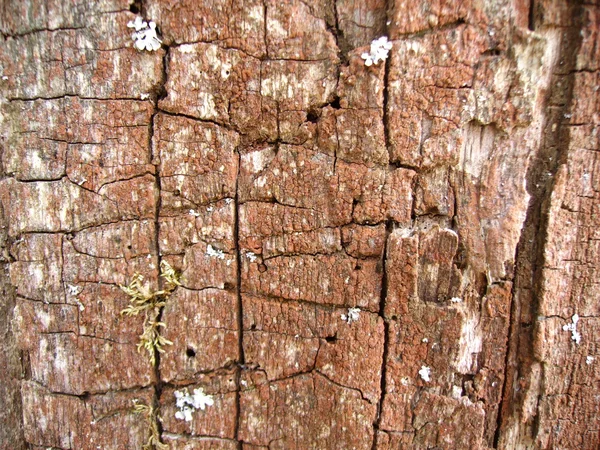 Achtergrond van zeer oude hout — Stockfoto