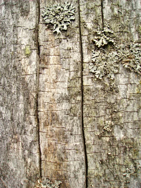 Nagyon régi fa háttér — Stock Fotó