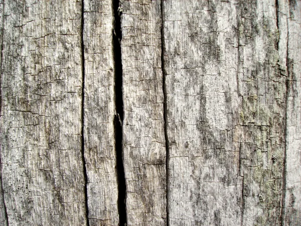 非常に古い木から背景 — ストック写真