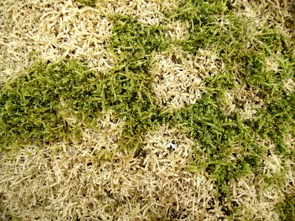 苔藓泥炭藓在春木 图库图片