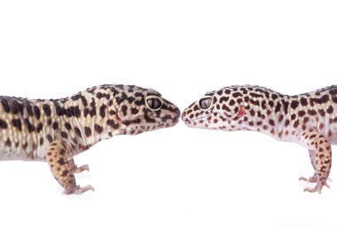 Leopard gecko clipart