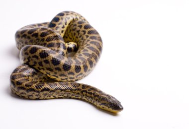 Dangerous snake clipart