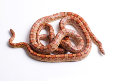 iki Mısır snakes