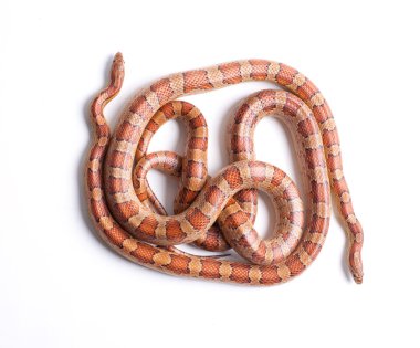 Couple of corn snakes clipart