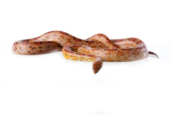 Reptil — Foto de Stock
