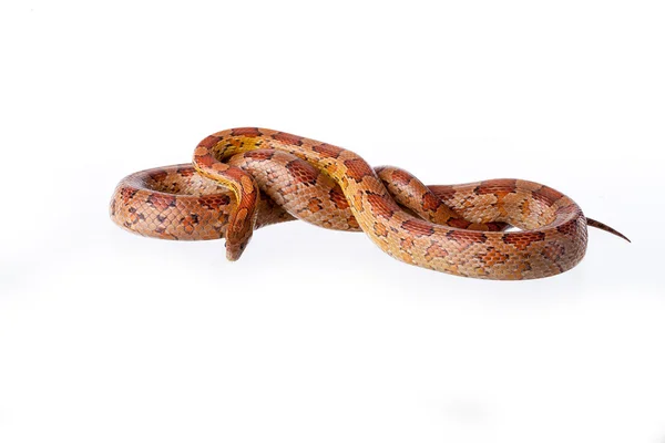 Reptil — Stockfoto
