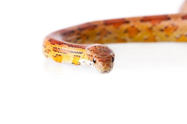 Reptil — Foto de Stock