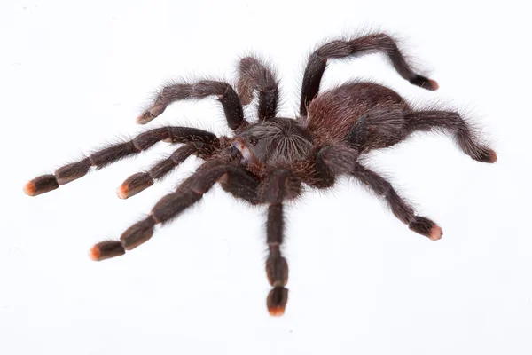 Dangerous spider — Stock Photo, Image