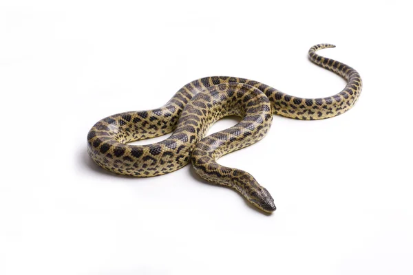 危険なヘビ — ストック写真