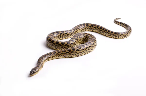 Niebezpieczne węża — Zdjęcie stockowe