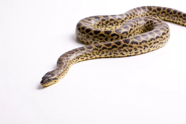 Dangerous snake — Stock Photo, Image