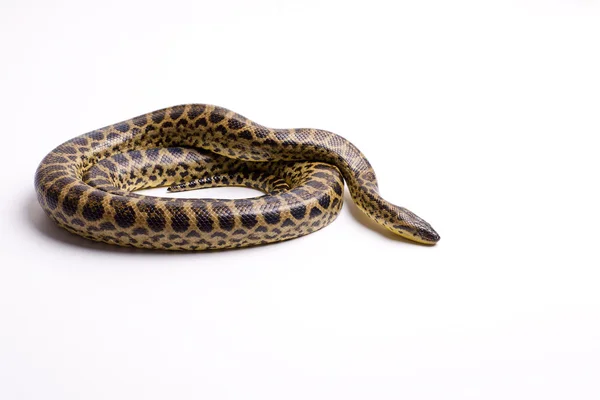 Serpiente peligrosa — Foto de Stock