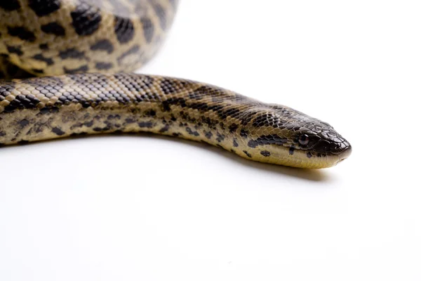 Serpiente peligrosa — Foto de Stock