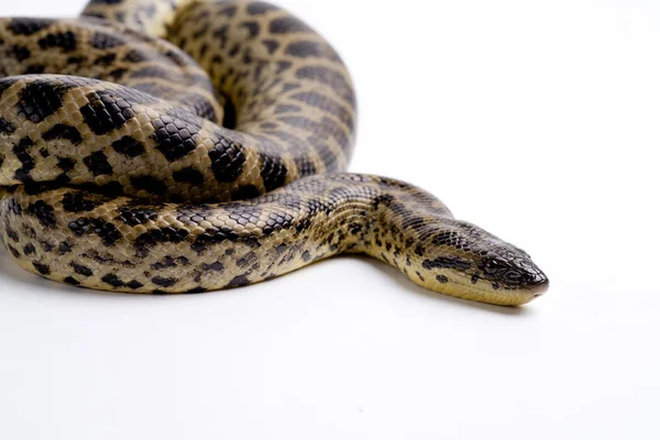 위험한 뱀 — 스톡 사진