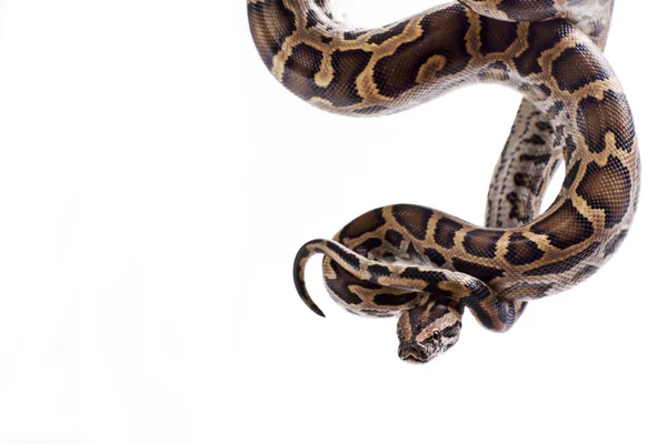 Gevaarlijke slang — Stockfoto