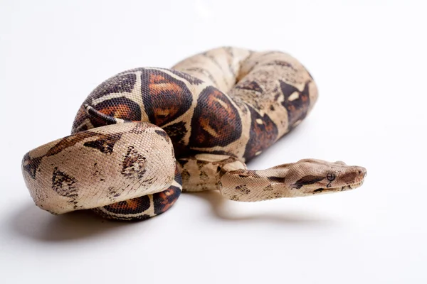 Gevaarlijke slang — Stockfoto