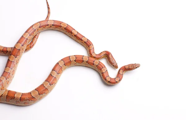 Пара кукурузных змей — стоковое фото