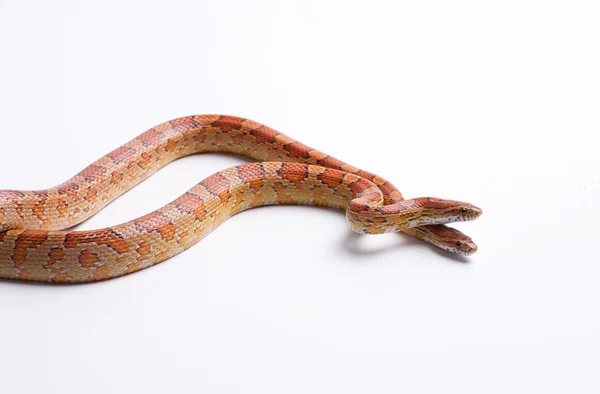 Un par de serpientes de maíz — Foto de Stock
