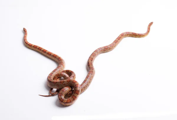 Couple de serpents de maïs — Photo
