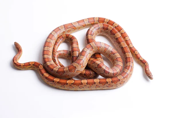 Пара кукурузных змей — стоковое фото